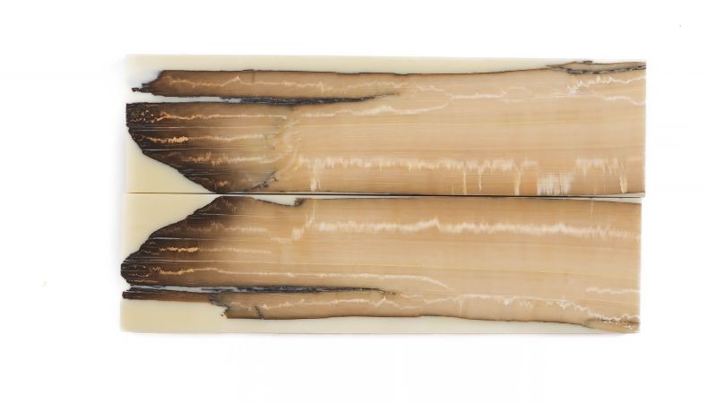 Manche pulpe d'ivoire de mammouth stabilisé résine beige | Coutellerie fossile | Mercorne