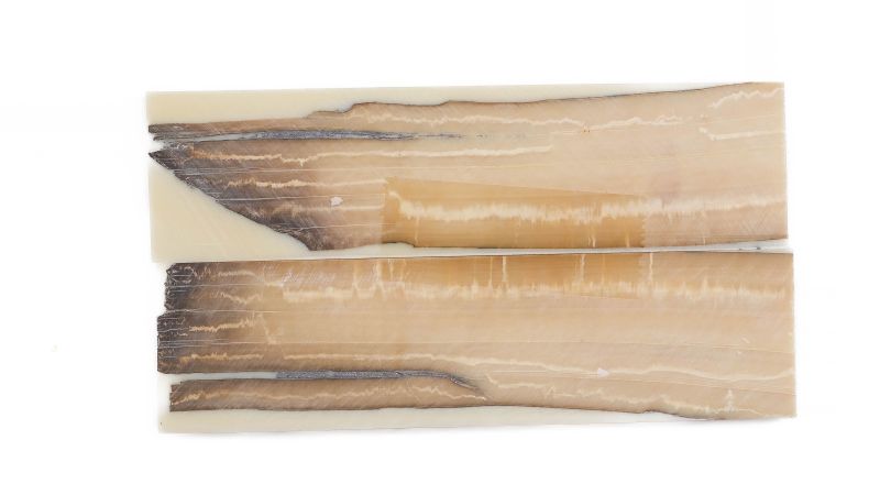 Manche pulpe d'ivoire de mammouth stabilisé résine beige | Coutellerie fossile | Mercorne