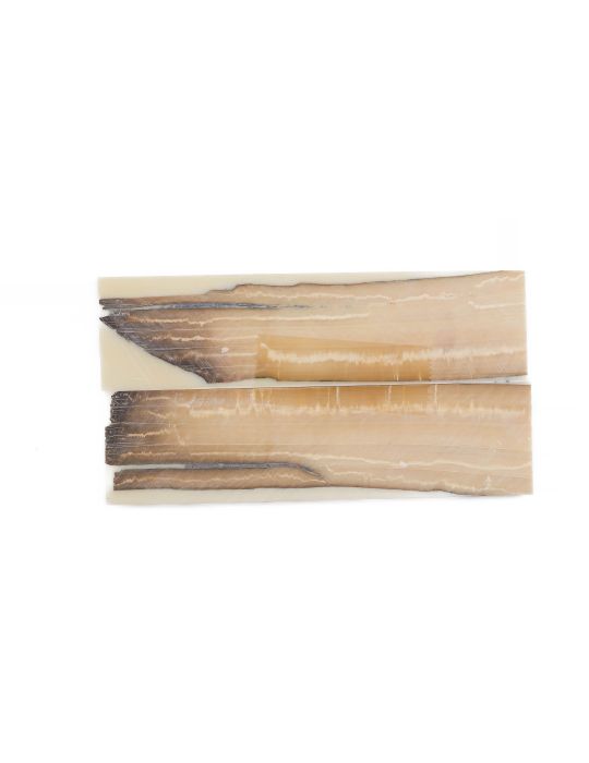 Manche pulpe d'ivoire de mammouth stabilisé résine beige | Coutellerie fossile | Mercorne