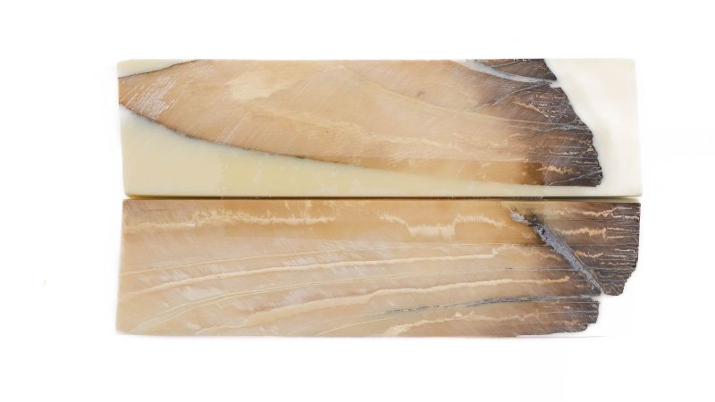Manche pulpe d'ivoire de mammouth stabilisé résine beige | Coutellerie fossile | Mercorne