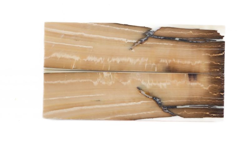 Manche pulpe d'ivoire de mammouth stabilisé résine beige | Coutellerie fossile | Mercorne