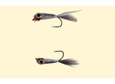 Echter Fischpilz - Französische Inklusion 2