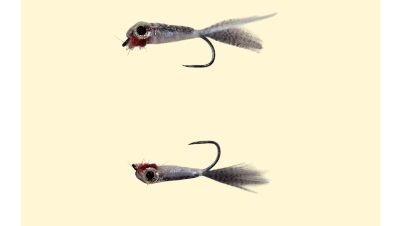 Echter Fischpilz - Französische Inklusion
