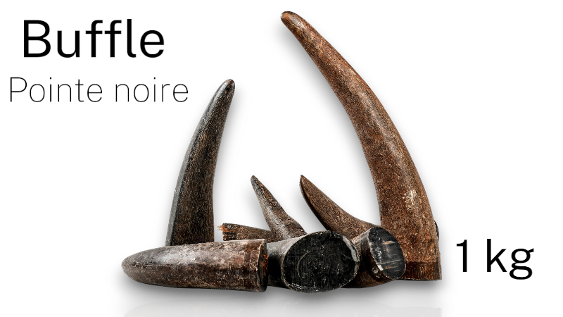 Lot de 1kg de pointe noire de Buffle