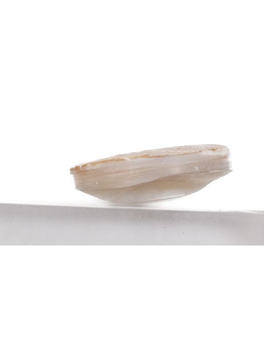 Pion nacre blanche épais