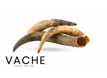 Whole cow's horn