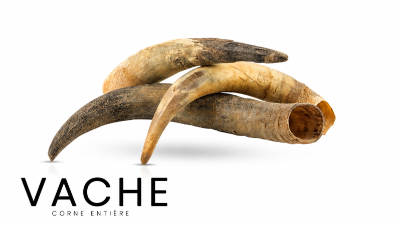 Whole cow's horn