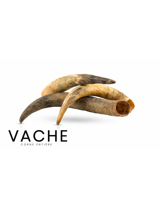 Corne de vache entière