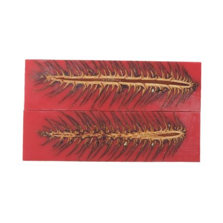 26080024