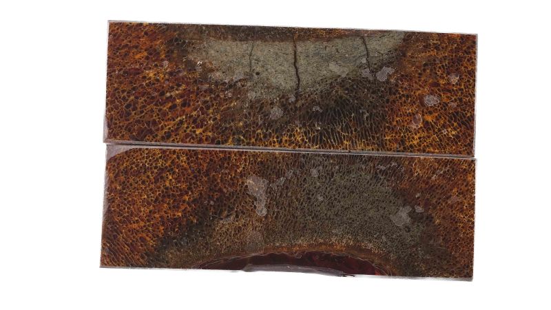 Manche d'os de dinosaure stabilisé by Raffir