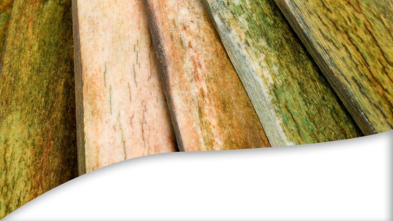 Mango de hueso de búfalo bicolor, verde y leonado | Mercorne