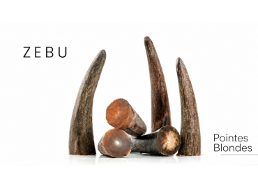 Punte bionde di zebù NIOTL59 2