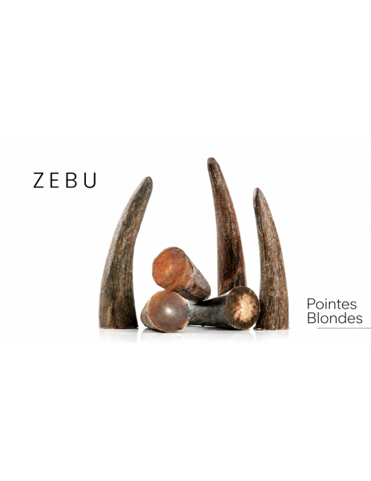 Pointes blondes de zébu NIOTL59