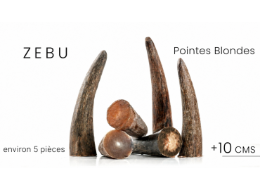 Cuernos rubios de cebú NIOTL59