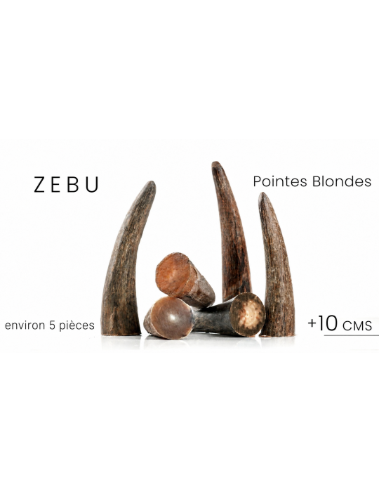 Cuernos rubios de cebú NIOTL59