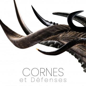 Horns and defenses - Zebu, ram, phacochère - knives