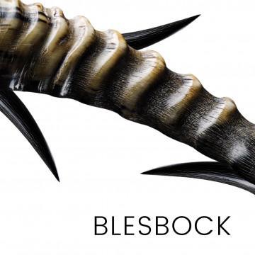 Blesbock - cuernos para hacer cuchillos