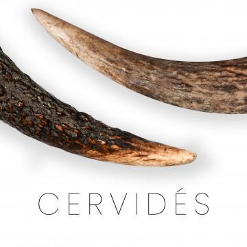 Cervo - Europeo, Sambar, capriolo - manico, corno, tronco