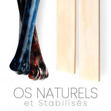 Ossa naturale, colorata e stabilizzata - cammello, giraffa, struzzo, zebra