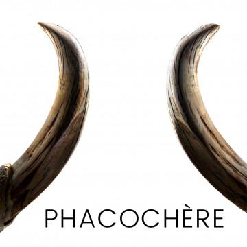 Défenses de phacochères, ivoire pour couteaux