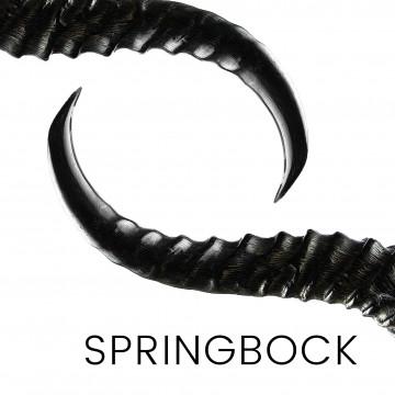 Springbock