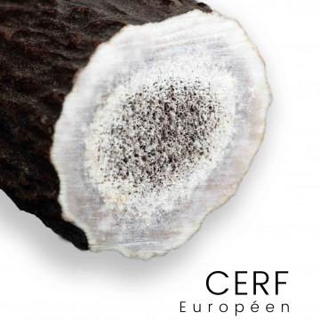 European Cerf - Handles, andouilles, logs for knives