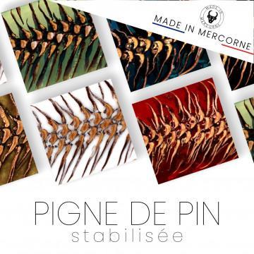 Pignes de pin résinées / Mercorne