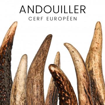 Andouiller de cerf