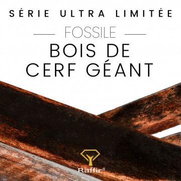 Fossiles de Cerf géant (stabilisé)  plus de 12 000 ans !