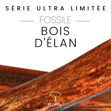 Fossiles d’élan (stabilisé) plus de 12 000 ans !