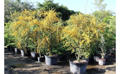 L'arbre à pluie de la Jamaïque (Ebène Brya)