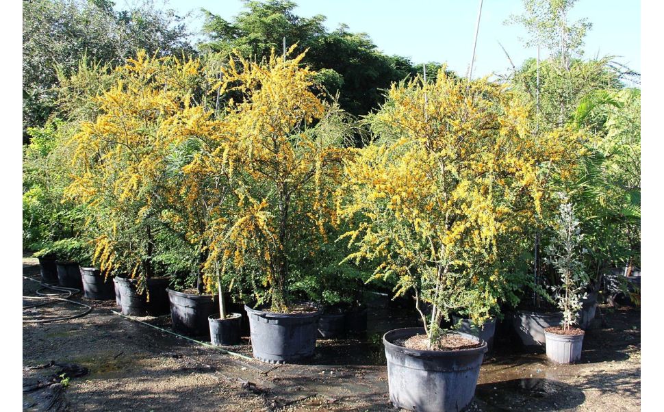 L'arbre à pluie de la Jamaïque (Ebène Brya)